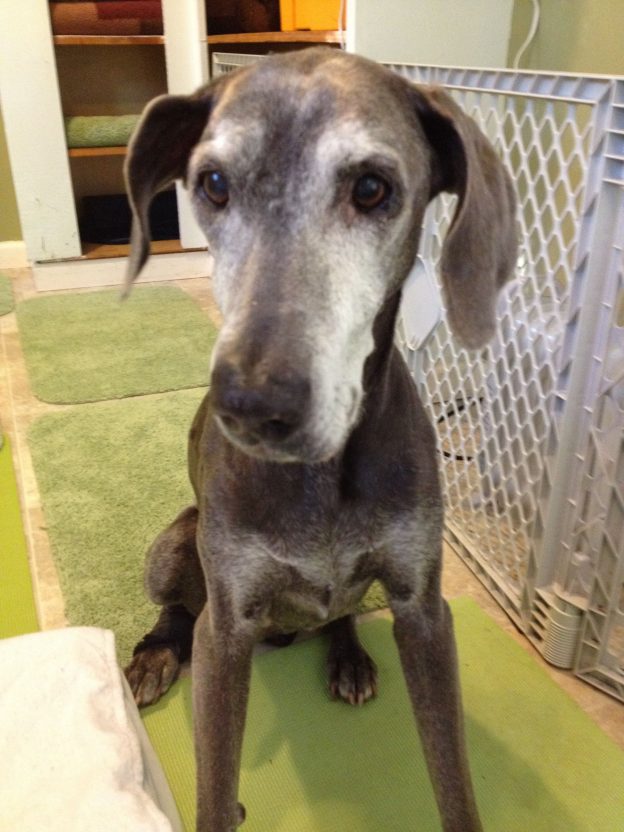 Dog Boarding in Seattle Area Solo Dogs