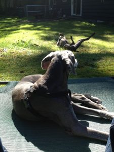 Tillie rests in the sun on an outdoor dog hammock while Hudson rolls in the grass.
