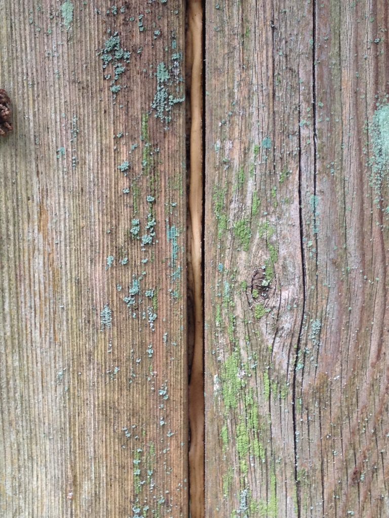 See No Evil Preventing DogReactive Dogs From Seeing Other Dogs While