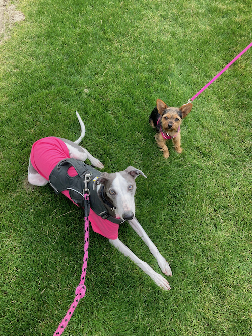 Small Dog Boarding in Seattle Solo Dogs Boarding Seattle