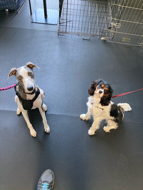 Small Dog Boarding in Seattle Solo Dogs Boarding Seattle