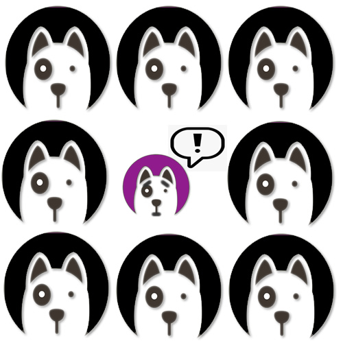 Small Dog Boarding in Seattle Solo Dogs Boarding Seattle