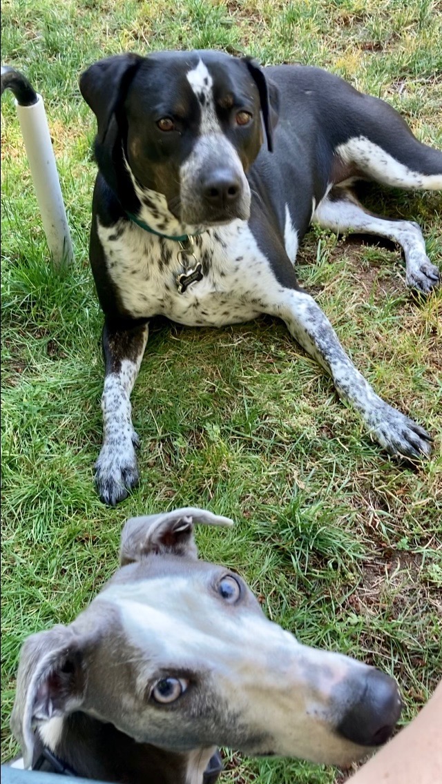 Special Needs Dog Boarding in Greater Seattle and Olympic Penisula